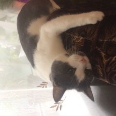 Подробнее об объявлении «Воронеж Пропал кот» Фото: пропала кошка  «Воронеж Пропал кот» в г. Воронеж