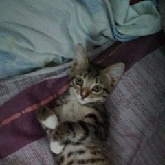 ����: ������� �����  ������-��������� ������� ����� � �. �����-���������