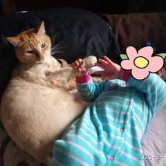 Подробнее об объявлении «Красноярск Пропал кот рыжий кот» Фото: пропала кошка  «Красноярск Пропал кот рыжий кот» в г. Красноярск