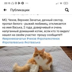 Подробнее об объявлении «Чехов Пропал кот прошу помощи» Фото: пропала кошка Сибирская кошка «Чехов Пропал кот прошу помощи» в г. Чехов