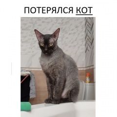 Подробнее об объявлении «Пропал кот район чапаевки Ставрополь» Фото: пропала кошка  «Пропал кот район чапаевки Ставрополь» в г. Ставрополь
