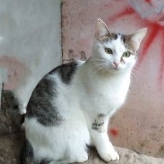 Подробнее об объявлении «Пропала кошка Кострома» Фото: пропала кошка  «Пропала кошка Кострома» в г. Кострома