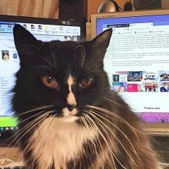 Подробнее об объявлении «Пропала кошка 23 апреля Санкт-Петербург» Фото: пропала кошка  «Пропала кошка 23 апреля Санкт-Петербург» в г. Санкт-Петербург