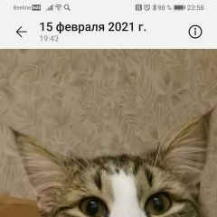 Подробнее об объявлении «Москва Пропал кот» Фото: пропала кошка  «Москва Пропал кот» в г. Москва
