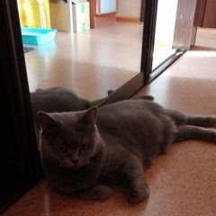 Подробнее об объявлении «Пропала кошка 11 лет. Новокузнецк» Фото: пропала кошка Британская короткошерстная кошка «Пропала кошка 11 лет. Новокузнецк» в г. Новокузнецк