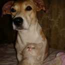 Подробнее об объявлении «Электроугли Пропала кошка собака» Фото: пропала кошка Джек рассел терьер «Электроугли Пропала кошка собака» в г. Электроугли