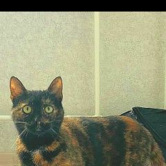 Подробнее об объявлении «Пропала кошка молодая кошка, черепаховый окраск Новороссийск» Фото: пропала кошка Британская короткошерстная кошка «Пропала кошка молодая кошка, черепаховый окраск...» в г. Новороссийск