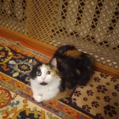 ����: ������� �����  �������� ����� �������� � �. ��������