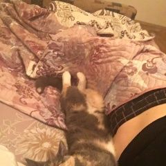 Подробнее об объявлении «Жуковский Пропала кошка» Фото: пропала кошка  «Жуковский Пропала кошка» в г. Жуковский