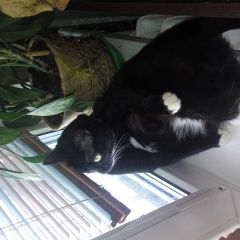 Подробнее об объявлении «Ангарск Пропал кот крик души» Фото: пропала кошка  «Ангарск Пропал кот крик души» в г. Ангарск