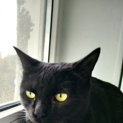 Подробнее об объявлении «Нижний Новгород Пропала кошка» Фото: пропала кошка  «Нижний Новгород Пропала кошка» в г. Нижний Новгород