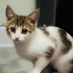 Подробнее об объявлении «Нижний Новгород Пропал котик 5 месяцев на ворошиловском» Фото: пропала кошка  «Нижний Новгород Пропал котик 5 месяцев на...» в г. Нижний Новгород