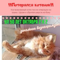 Подробнее об объявлении «Москва Пропал котенок 6 мес» Фото: пропала кошка  «Москва Пропал котенок 6 мес» в г. Москва