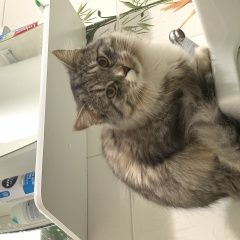 Подробнее об объявлении «Пропала кошка Краснодар» Фото: пропала кошка  «Пропала кошка Краснодар» в г. Краснодар