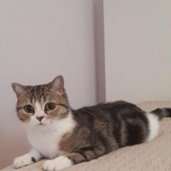 Подробнее об объявлении «Москва Пропала кошка» Фото: пропала кошка  «Москва Пропала кошка» в г. Москва