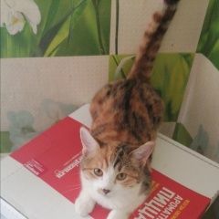 Подробнее об объявлении «Воронеж Пропала кошка» Фото: пропала кошка  «Воронеж Пропала кошка» в г. Воронеж