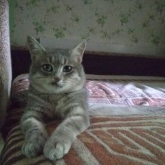 Подробнее об объявлении «Пропал котик Калуга» Фото: пропала кошка  «Пропал котик Калуга» в г. Калуга