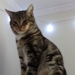 Подробнее об объявлении «Пропал кот Сочи» Фото: пропала кошка  «Пропал кот Сочи» в г. Сочи