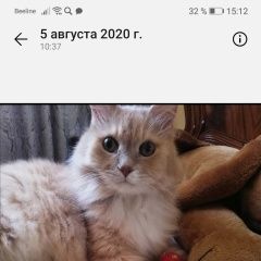 Подробнее об объявлении «Москва Пропал кот» Фото: пропала кошка  «Москва Пропал кот» в г. Москва