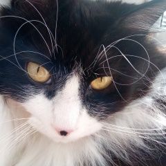 Подробнее об объявлении «Пропал кот яша Новороссийск» Фото: пропала кошка  «Пропал кот яша Новороссийск» в г. Новороссийск