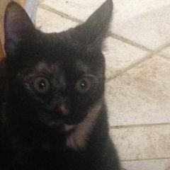 Подробнее об объявлении «Нижний Новгород Пропала кошка» Фото: пропала кошка  «Нижний Новгород Пропала кошка» в г. Нижний Новгород
