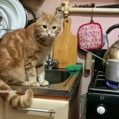 Подробнее об объявлении «Пропал кот украли кота Санкт-Петербург» Фото: пропала кошка  «Пропал кот украли кота Санкт-Петербург» в г. Санкт-Петербург