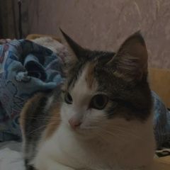 Подробнее об объявлении «Екатеринбург Пропала кошка кличка лейла» Фото: пропала кошка  «Екатеринбург Пропала кошка кличка лейла» в г. Екатеринбург