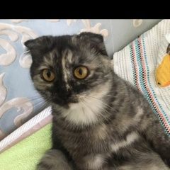 Подробнее об объявлении «Пропала кошка помогите Астрахань» Фото: пропала кошка  «Пропала кошка помогите Астрахань» в г. Астрахань