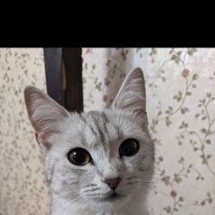 Подробнее об объявлении «Воронеж Пропала кошка» Фото: пропала кошка  «Воронеж Пропала кошка» в г. Воронеж