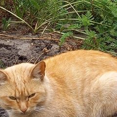 Подробнее об объявлении «Орел Пропал кот» Фото: пропала кошка  «Орел Пропал кот» в г. Орел