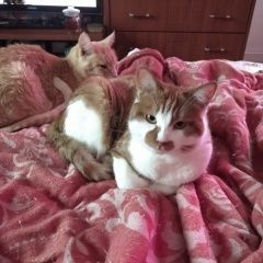 Подробнее об объявлении «Коломна Пропал кот» Фото: пропала кошка  «Коломна Пропал кот» в г. Коломна