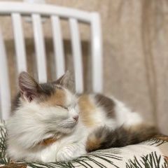 Подробнее об объявлении «Феодосия Пропала кошка трехцветная» Фото: пропала кошка  «Феодосия Пропала кошка трехцветная» в г. Феодосия
