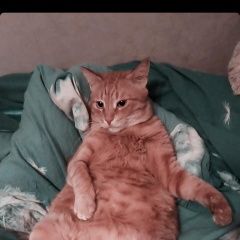 Подробнее об объявлении «Нижний Новгород Пропал кот» Фото: пропала кошка  «Нижний Новгород Пропал кот» в г. Нижний Новгород