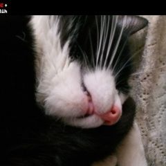 Подробнее об объявлении «Пропала кошка Витебск» Фото: пропала кошка  «Пропала кошка Витебск» в г. Витебск