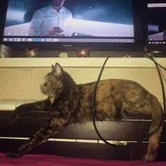 Подробнее об объявлении «Москва Пропала кошка» Фото: пропала кошка  «Москва Пропала кошка» в г. Москва