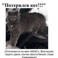 Подробнее об объявлении «Пропал кот Реж» Фото: пропала кошка  «Пропал кот Реж» в г. Реж