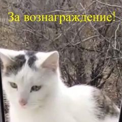Подробнее об объявлении «Пропал кот Ростов-на-Дону» Фото: пропала кошка  «Пропал кот Ростов-на-Дону» в г. Ростов-на-Дону