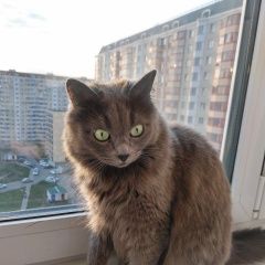 Подробнее об объявлении «Пропала кошка Немчиновка» Фото: пропала кошка  «Пропала кошка Немчиновка» в г. Немчиновка