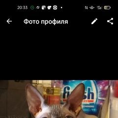 Подробнее об объявлении «Пропал кот сфинкс лысый кот Электросталь» Фото: пропала кошка Сфинкс «Пропал кот сфинкс лысый кот Электросталь» в г. Электросталь