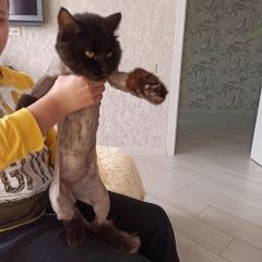 Подробнее об объявлении «Пропал кот Кинель» Фото: пропала кошка  «Пропал кот Кинель» в г. Кинель