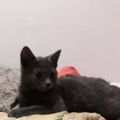 Подробнее об объявлении «Пропал котёнок Королев» Фото: пропала кошка  «Пропал котёнок Королев» в г. Королев