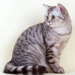 Подробнее об объявлении «Пропала кошка полубританка полосатая Подольск» Фото: пропала кошка Британская короткошерстная кошка «Пропала кошка полубританка полосатая Подольск» в г. Подольск