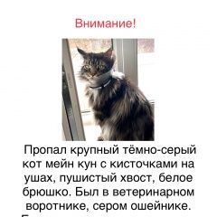 Подробнее об объявлении «Москва Пропал кот» Фото: пропала кошка Мейн-кун «Москва Пропал кот» в г. Москва