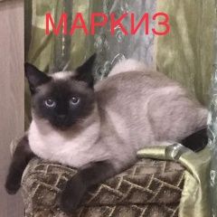 Подробнее об объявлении «Пропал кот Симферополь» Фото: пропала кошка Сиамская кошка «Пропал кот Симферополь» в г. Симферополь