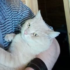 Подробнее об объявлении «Пропал кот Санкт-Петербург» Фото: пропала кошка  «Пропал кот Санкт-Петербург» в г. Санкт-Петербург