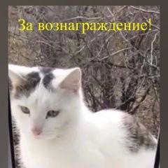 Подробнее об объявлении «Пропал котик белый с чёрным Семикаракорск» Фото: пропала кошка  «Пропал котик белый с чёрным Семикаракорск» в г. Семикаракорск
