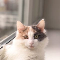 Подробнее об объявлении «Москва Пропала кошка помогите найти» Фото: пропала кошка  «Москва Пропала кошка помогите найти» в г. Москва