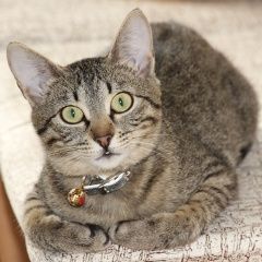 Подробнее об объявлении «Геленджик Пропала кошка» Фото: пропала кошка  «Геленджик Пропала кошка» в г. Геленджик