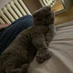 Подробнее об объявлении «Москва Пропала кошка» Фото: пропала кошка Британская короткошерстная кошка «Москва Пропала кошка» в г. Москва