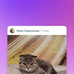 Подробнее об объявлении «Пропала кошка Омск» Фото: пропала кошка Скоттиш фолд (шотландская вислоухая) «Пропала кошка Омск» в г. Омск